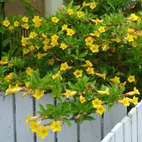 Allamanda schottii syn Allamanda neriifolia