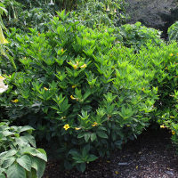 Allamanda schottii syn Allamanda neriifolia