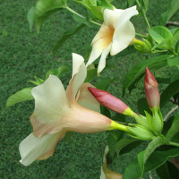 Allamanda Peach