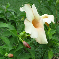 Allamanda Peach