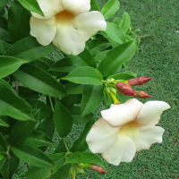 Allamanda Peach