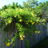 Double Allamanda