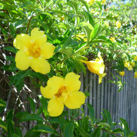 Double Allamanda