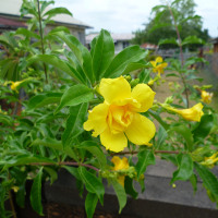 Double Allamanda