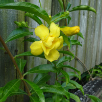 Double Allamanda