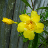 Double Allamanda