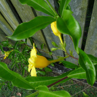 Double Allamanda