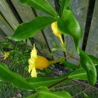 Double Allamanda