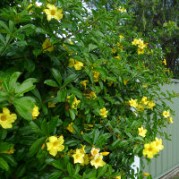 Allamanda cathartica Williamsii