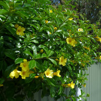 Allamanda cathartica Williamsii