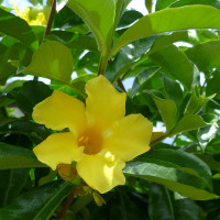 Allamanda cathartica Williamsii