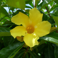 Allamanda cathartica Williamsii