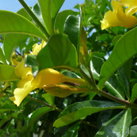 Allamanda cathartica Williamsii