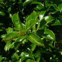 Allamanda cathartica Williamsii