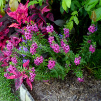 angelonia