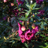 angelonia