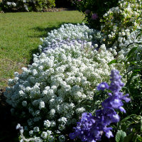 alyssum