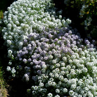 alyssum