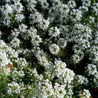 alyssum