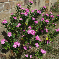 catharanthus