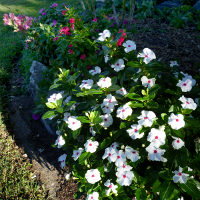 catharanthus