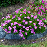 catharanthus