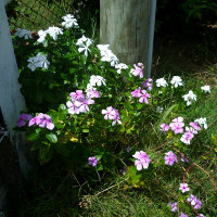 catharanthus