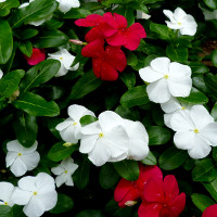 catharanthus