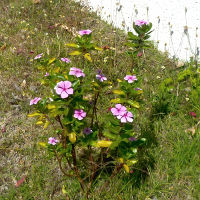 catharanthus