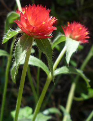 Gomphrena Strawberry Fields