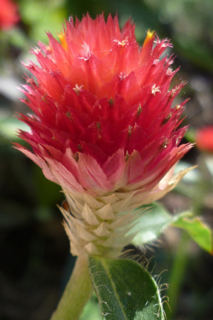 Gomphrena Strawberry Fields