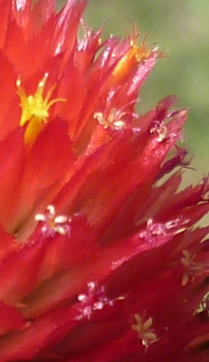 Gomphrena Strawberry Fields