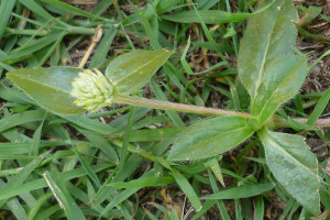 Gomphrena celosioides