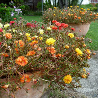 portulaca