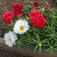 Portulaca grandiflora