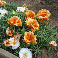 Portulaca grandiflora