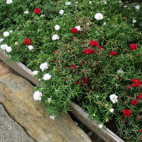 Portulaca grandiflora