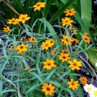 Zinnia angustifolia