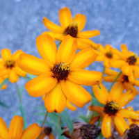 Zinnia angustifolia