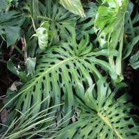 Monstera deliciosa