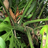 Monstera deliciosa