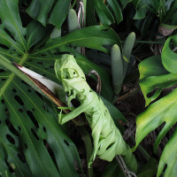 Monstera deliciosa