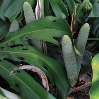 Monstera deliciosa