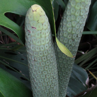 Monstera deliciosa