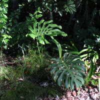 Monstera deliciosa