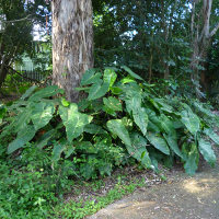 philodendron