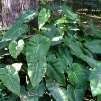 philodendron