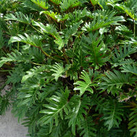 philodendron xanadu