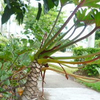 philodendron xanadu