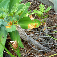 philodendron xanadu